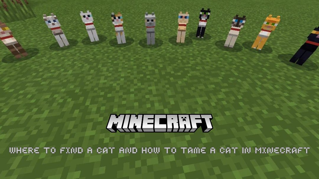 You are currently viewing Where To Find A Cat In Minecraft And How To Tame A Cat In Minecraft