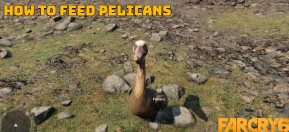 You are currently viewing How To Feed Pelicans In Far Cry 6 and Where To Feed Pelicans