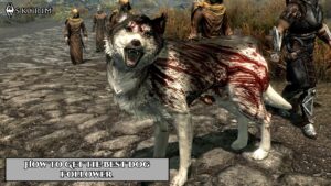 Read more about the article How To Get The Best Dog Follower In Skyrim
