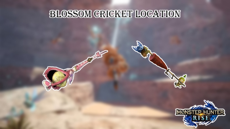 You are currently viewing Blossom Cricket Location In MHR