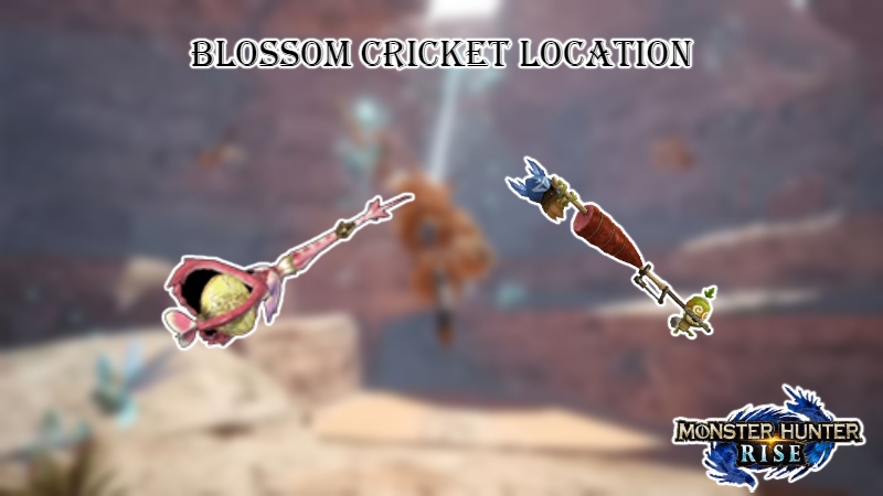 Read more about the article Blossom Cricket Location In MHR