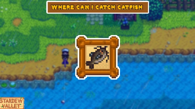 You are currently viewing Where Can I Catch Catfish In Stardew Valley