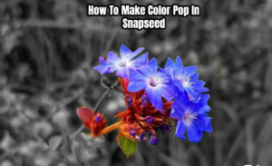 Read more about the article How To Make Color Pop In Snapseed