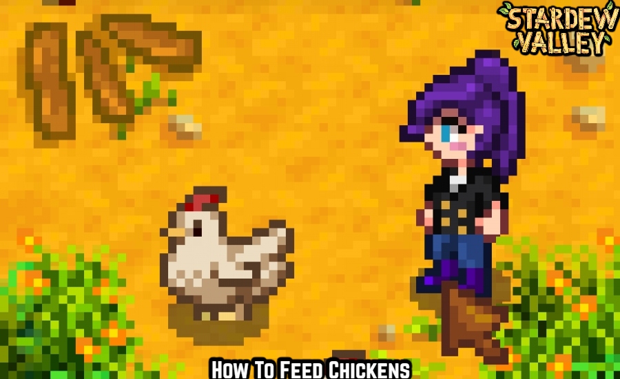 Read more about the article How To Feed Chickens In Stardew Valley 