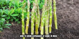 Read more about the article How To Grow Asparagus At Home In India