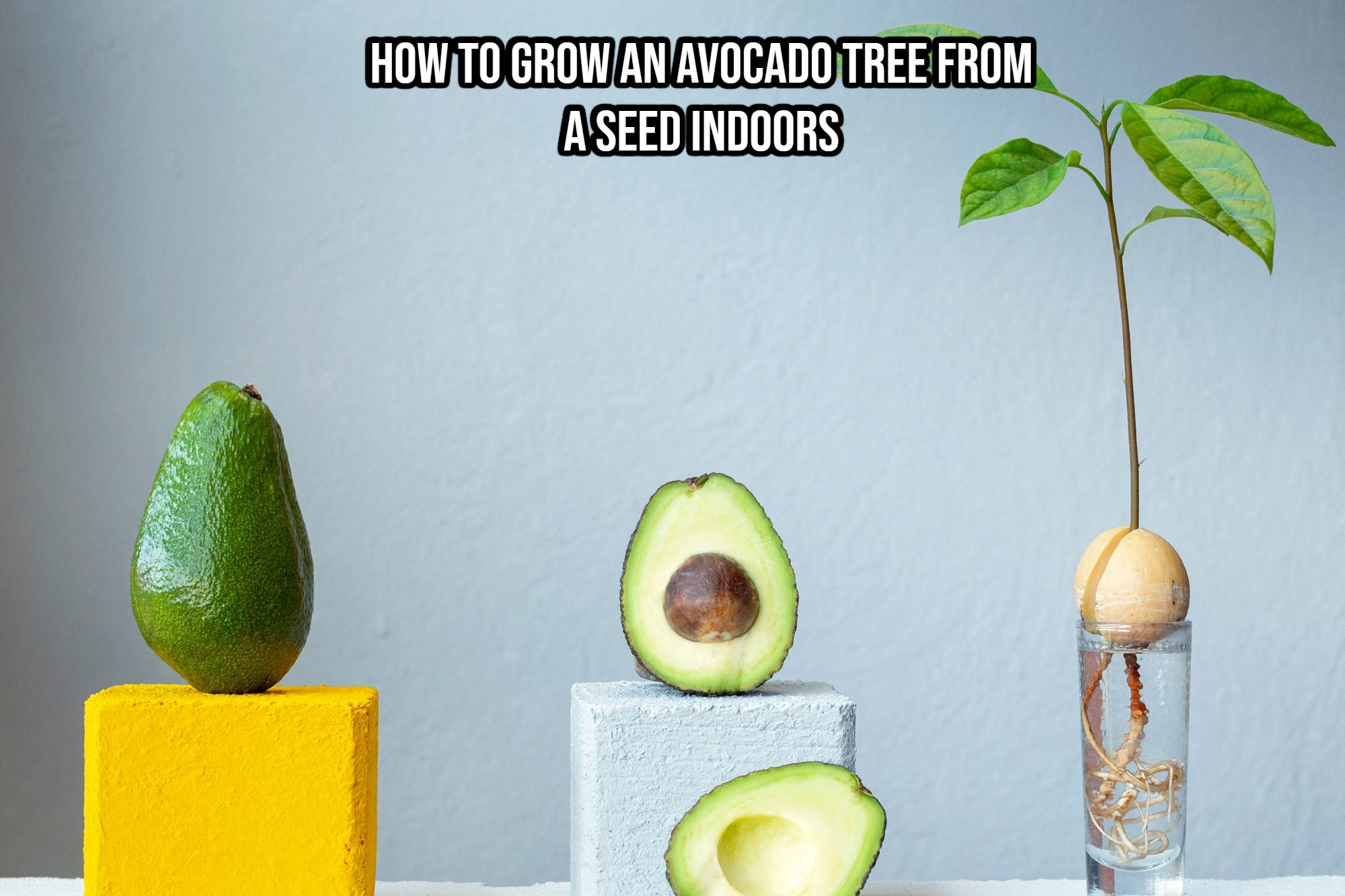 How To Grow An Avocado Tree From A Seed Indoors