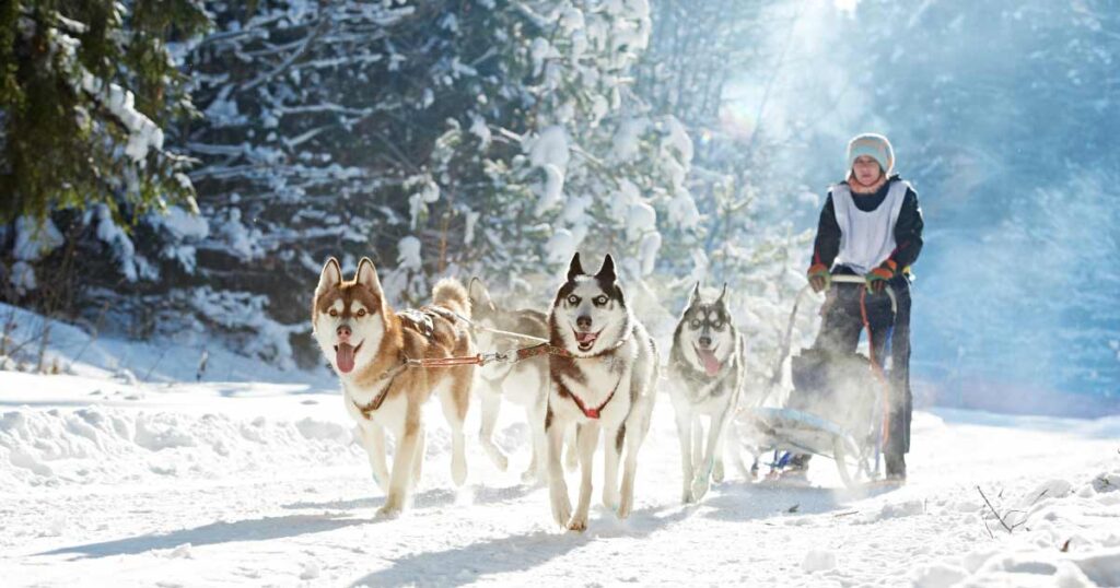 Take a dog sledding trip